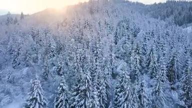 日落时分飞越雪山针叶林。 晴朗晴朗的霜冻天气